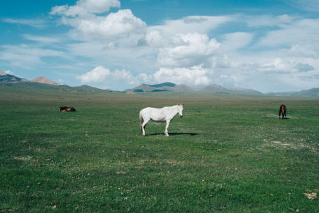 Revenue Growth Through Conversion-Driven Web Design